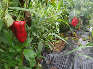 2011-09-01-003.jpg