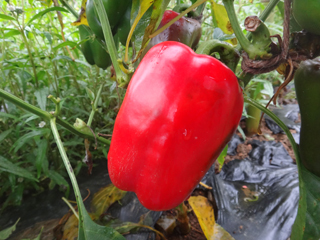 2011-09-01-004.jpg