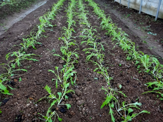2011-12-09-004.jpg