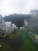 三和分苗3.jpg